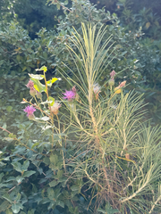 author not stated, no rights reserved Ptilostemon chamaepeuce, photograph author not stated, no rights reserved