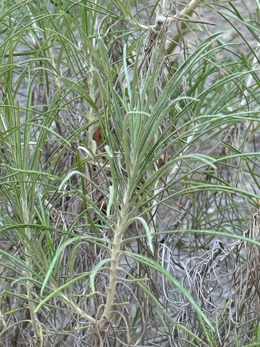 Ptilostemon chamaepeuce, photograph 4
