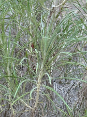 author not stated, no rights reserved Ptilostemon chamaepeuce, photograph author not stated, no rights reserved