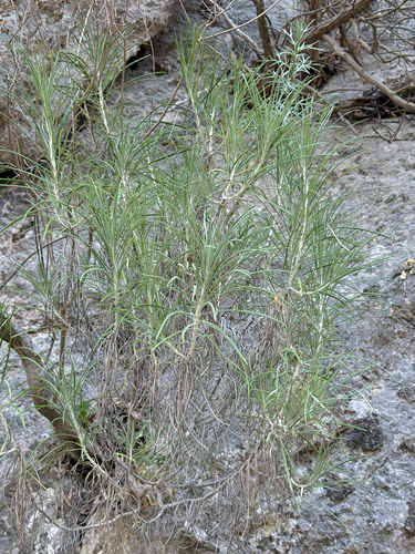 Ptilostemon chamaepeuce, photograph 5
