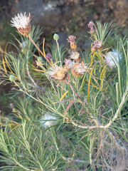 Ptilostemon chamaepeuce