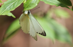Appias sabina phoebe