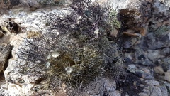 Usnea ciliata