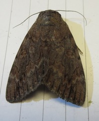 Catocala agrippina