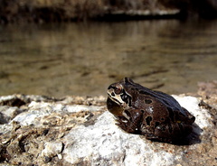 Pseudacris streckeri