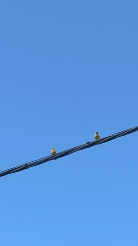 European Serin