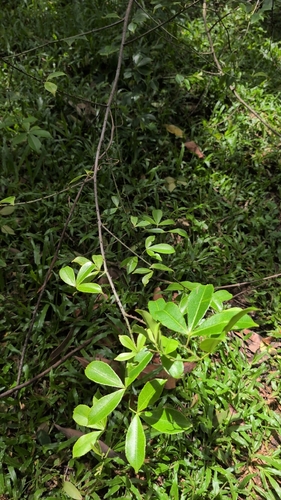 Zanthoxylum asiaticum, photograph 6