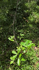 Zanthoxylum asiaticum, photograph (c) T R Shankar Raman, some rights reserved (CC BY)