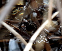 Pseudacris streckeri