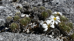 Celmisia clavata