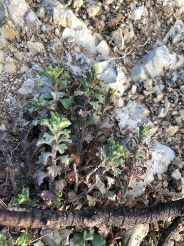 Vittadinia australis observed 2026-06-16