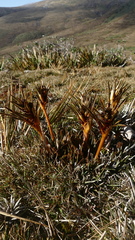 Aciphylla cartilaginea