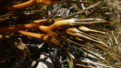 Aciphylla cartilaginea