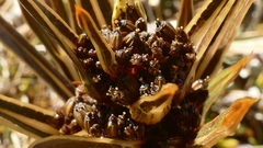 Aciphylla cartilaginea