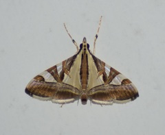 Agrioglypta
