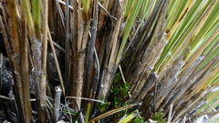 Chionochloa lanea