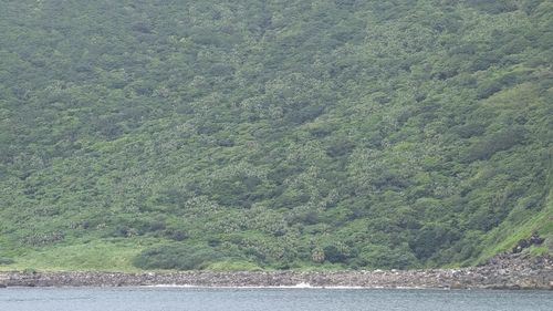 Livistona chinensis