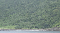 Livistona chinensis