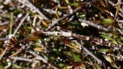 Coprosma elatirioides
