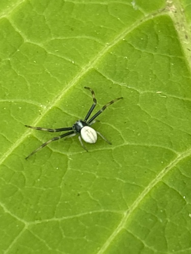 Goldenrod Crab Spider