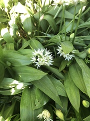 Allium ursinum