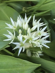 Allium ursinum