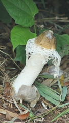 Phallus atrovolvatus