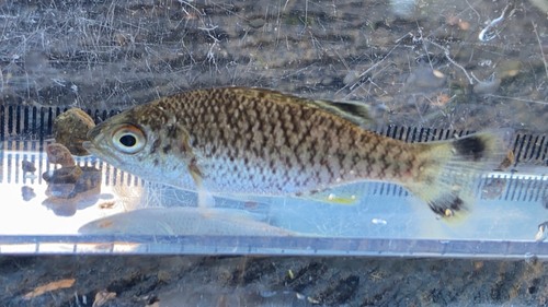 Aholehole (Kuhlia rupestris) — Kuhliidae — 2