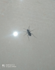 Cylindera labioaenea