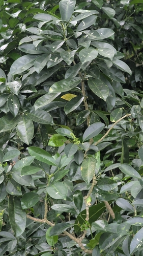 Melicope triphylla, photograph 4