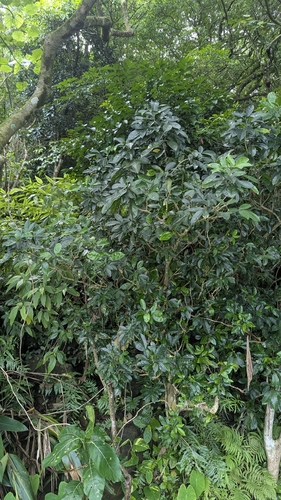 Melicope triphylla, photograph 5