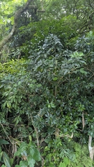 Melicope triphylla, photograph (c) Cheng-Te Hsu, some rights reserved (CC BY)