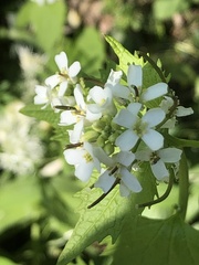Alliaria petiolata