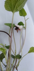 Viola pilosa
