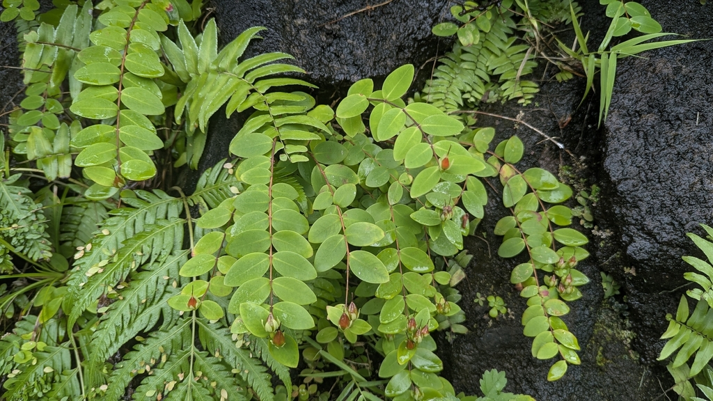 Hypericum formosanum; photograph (c) Cheng-Te Hsu, some rights reserved (CC BY)