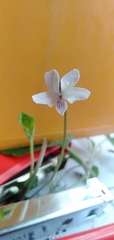 Viola pilosa