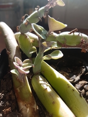 Baculellum articulatum