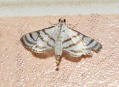 Ravanoa xiphialis