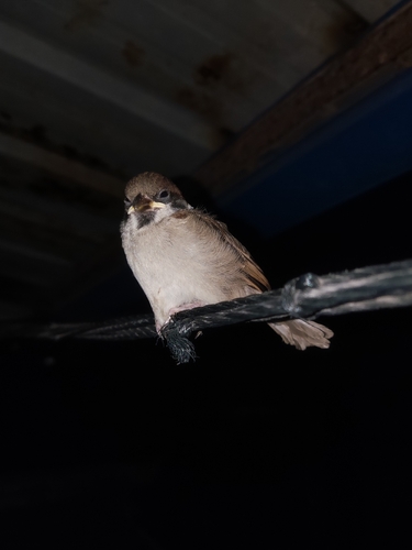 Eurasian Tree Sparrow