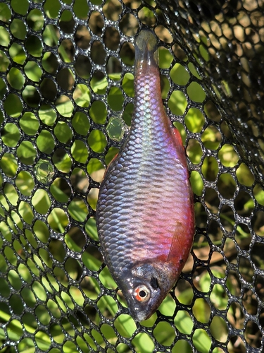 European Bitterling