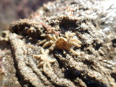 Neohymenicus pubescens