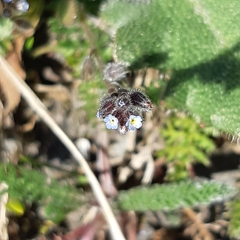 Myosotis ramosissima