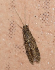 Annulipalpia