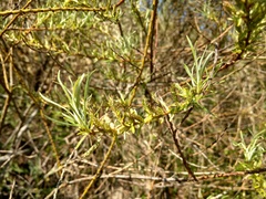 Salix eleagnos