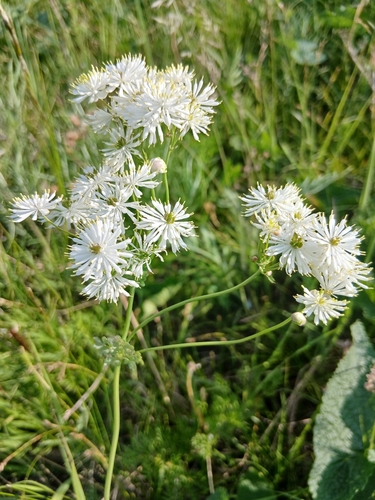 Thalictrum petaloideum, photograph 4