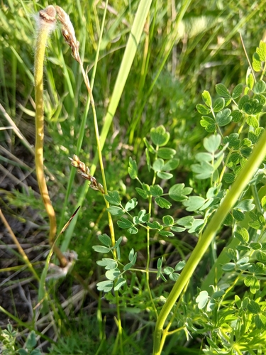 Thalictrum petaloideum, photograph 5