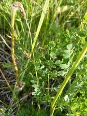 Thalictrum petaloideum, photograph (c) Святослав Власенко, some rights reserved (CC BY)