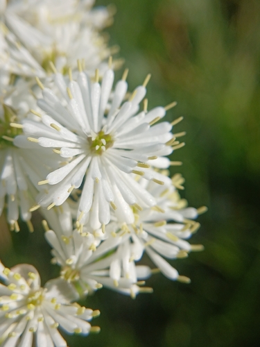 Thalictrum petaloideum, photograph 6