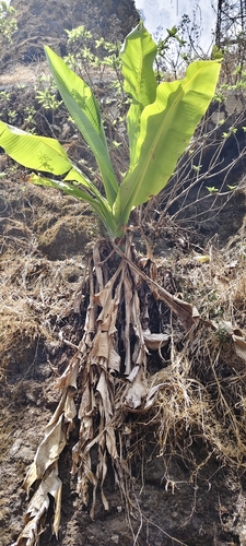 Ensete superbum (Ensete superbum)