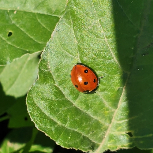 Seven-spotted Lady Beetle